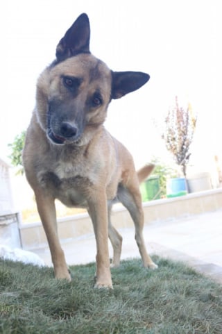 Illustration de l'article : Cette chienne, dont les chiots ont été « volés pour les vendre aux plus offrants », espère se reconstruire dans un foyer aimant