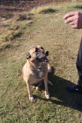 Illustration de l'article : Cette chienne, dont les chiots ont été « volés pour les vendre aux plus offrants », espère se reconstruire dans un foyer aimant