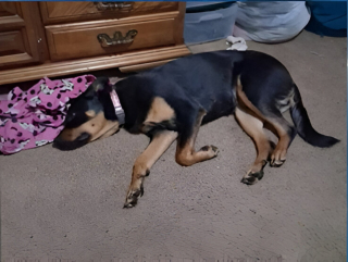 Illustration de l'article : Volée chez elle lors d'une intrusion nocturne, une jeune chienne refait surface dans des circonstances tout aussi floues