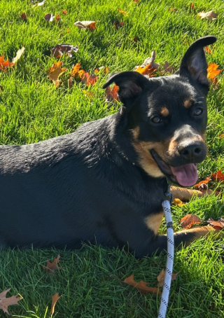 Illustration de l'article : Volée chez elle lors d'une intrusion nocturne, une jeune chienne refait surface dans des circonstances tout aussi floues