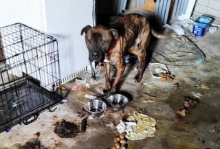 Illustration de l'article : Enferm&eacute; dans une cave pour ne pas ab&icirc;mer le nouveau canap&eacute; et salir la maison, ce chien d&eacute;couvre enfin &laquo; la vraie vie &raquo;