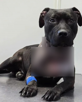 Illustration de l'article : Une passante promenant son chien voit une valise bouger et y d&eacute;couvre un canid&eacute; agonisant, mairie et association interviennent en urgence