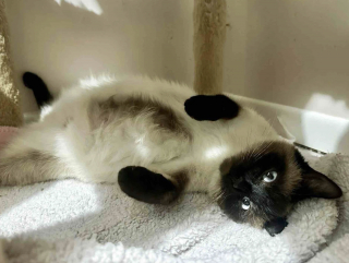 Illustration de l'article : Gr&acirc;ce &agrave; la bienveillance d'un inconnu, une chatte errante et gestante trouve l'endroit parfait pour mettre bas