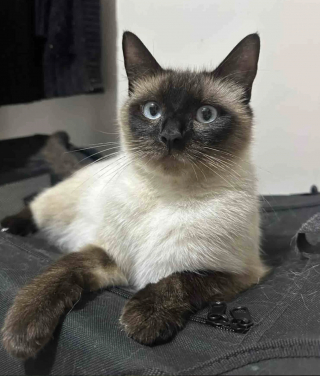 Illustration de l'article : Gr&acirc;ce &agrave; la bienveillance d'un inconnu, une chatte errante et gestante trouve l'endroit parfait pour mettre bas