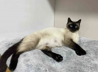 Illustration de l'article : Gr&acirc;ce &agrave; la bienveillance d'un inconnu, une chatte errante et gestante trouve l'endroit parfait pour mettre bas