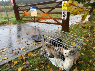 Illustration de l'article : « Trempés, frigorifiés et désorientés », des chiots abandonnés sous l’orage bouleversent un employé de refuge qui agit sans attendre