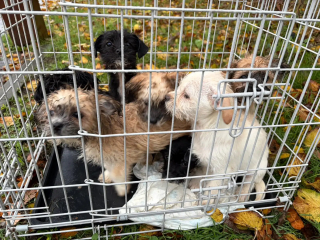 Illustration de l'article : « Trempés, frigorifiés et désorientés », des chiots abandonnés sous l’orage bouleversent un employé de refuge qui agit sans attendre