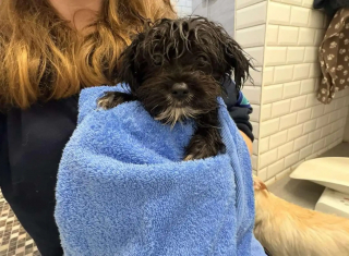 Illustration de l'article : « Trempés, frigorifiés et désorientés », des chiots abandonnés sous l’orage bouleversent un employé de refuge qui agit sans attendre