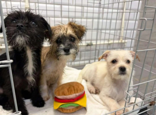 Illustration de l'article : « Trempés, frigorifiés et désorientés », des chiots abandonnés sous l’orage bouleversent un employé de refuge qui agit sans attendre