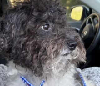 Illustration de l'article : &laquo; Ils d&eacute;m&eacute;nageaient et ne pouvaient pas le garder &raquo;, ce chien abandonn&eacute; reprend confiance en l'avenir gr&acirc;ce &agrave; ses bienfaiteurs (vid&eacute;o)