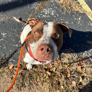 Illustration de l'article : Guid&eacute;s par des hurlements, des b&eacute;n&eacute;voles d&eacute;couvrent un chien bloqu&eacute; &agrave; plusieurs m&egrave;tres au-dessus de l'eau et savent exactement quoi faire