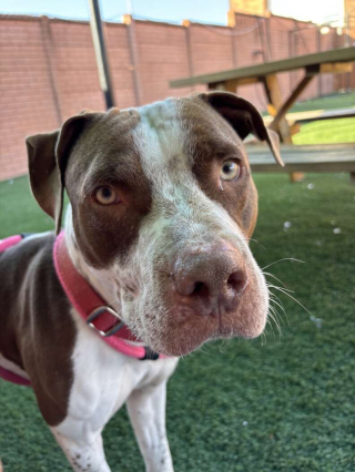 Illustration de l'article : Guid&eacute;s par des hurlements, des b&eacute;n&eacute;voles d&eacute;couvrent un chien bloqu&eacute; &agrave; plusieurs m&egrave;tres au-dessus de l'eau et savent exactement quoi faire