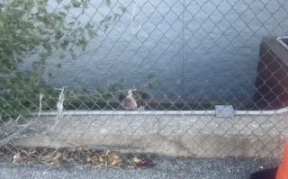 Illustration de l'article : Guid&eacute;s par des hurlements, des b&eacute;n&eacute;voles d&eacute;couvrent un chien bloqu&eacute; &agrave; plusieurs m&egrave;tres au-dessus de l'eau et savent exactement quoi faire