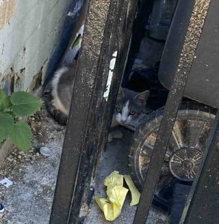 Illustration de l'article : Ils sauvent une chatte et ses petits dans un jardin, puis comprennent 2 jours plus tard qu&rsquo;un chaton est rest&eacute; seul