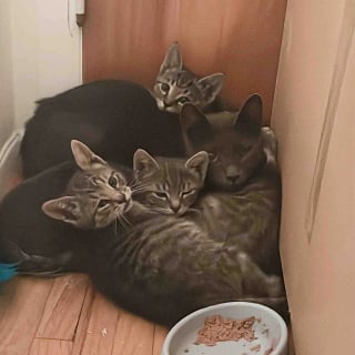 Illustration de l'article : Ils sauvent une chatte et ses petits dans un jardin, puis comprennent 2 jours plus tard qu&rsquo;un chaton est rest&eacute; seul