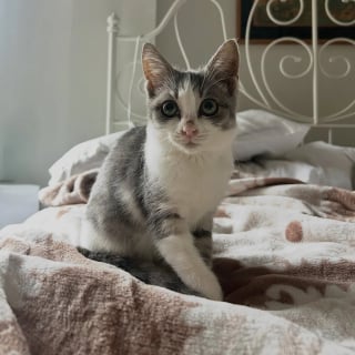 Illustration de l'article : Ils sauvent une chatte et ses petits dans un jardin, puis comprennent 2 jours plus tard qu&rsquo;un chaton est rest&eacute; seul