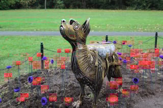 Illustration de l'article : La m&eacute;moire d'un chien h&eacute;ros de la Seconde Guerre mondiale honor&eacute;e de mani&egrave;re touchante 80 ans apr&egrave;s ses exploits