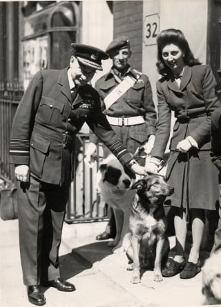 Illustration de l'article : La m&eacute;moire d'un chien h&eacute;ros de la Seconde Guerre mondiale honor&eacute;e de mani&egrave;re touchante 80 ans apr&egrave;s ses exploits