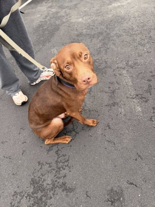 Illustration de l'article : En traquant un chien errant squelettique, des sauveteurs d&eacute;couvrent 15 autres animaux en danger et les mettent aussit&ocirc;t en s&eacute;curit&eacute; (vid&eacute;o)