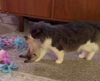 Illustration de l'article : D&egrave;s qu'un nouveau chaton arrive en famille d'accueil, ce chat devient son p&egrave;re de substitution et s'assure qu'il ne manque de rien (vid&eacute;o)