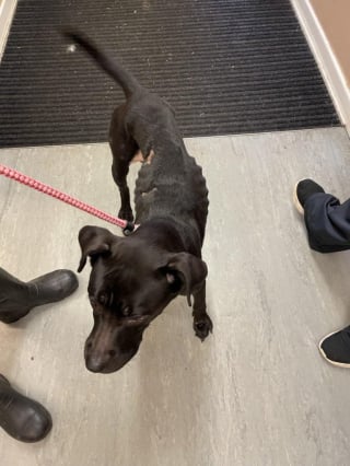 Illustration de l'article : Un homme insulte une association inquiète pour le sort de sa chienne et de ses 8 chiots détenus dans une baignoire, la justice le condamne pour maltraitance