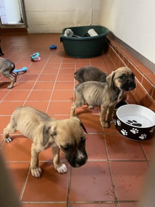 Illustration de l'article : Un homme insulte une association inquiète pour le sort de sa chienne et de ses 8 chiots détenus dans une baignoire, la justice le condamne pour maltraitance