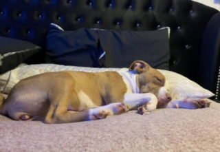 Illustration de l'article : "Dites-lui que je l'aime", devenue sans-abri elle confie sa chienne &agrave; une association et lui &eacute;crit tous les jours pour entretenir l'espoir