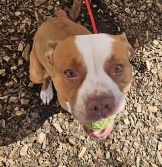 Illustration de l'article : "Dites-lui que je l'aime", devenue sans-abri elle confie sa chienne &agrave; une association et lui &eacute;crit tous les jours pour entretenir l'espoir