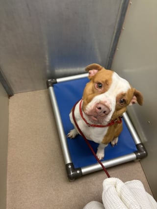 Illustration de l'article : "Dites-lui que je l'aime", devenue sans-abri elle confie sa chienne &agrave; une association et lui &eacute;crit tous les jours pour entretenir l'espoir