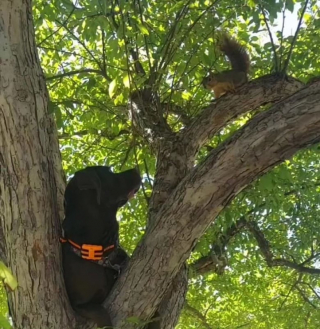 Illustration de l'article : Très amie avec les écureuils, cette chienne a appris à grimper dans les arbres pour leur tenir compagnie