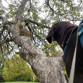 Illustration de l'article : Très amie avec les écureuils, cette chienne a appris à grimper dans les arbres pour leur tenir compagnie