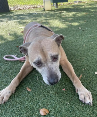 Illustration de l'article : Ignorée lors d'un événement d'adoption, cette chienne séniore retrouve le sourire grâce à une nouvelle inattendue (vidéo)