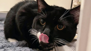 Illustration de l'article : « Il était tellement stressé qu’il s’arrachait les poils », une rencontre hasardeuse change la vie d'un chat abandonné dans une cage de transport