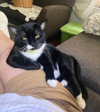 Illustration de l'article : « Il était tellement stressé qu’il s’arrachait les poils », une rencontre hasardeuse change la vie d'un chat abandonné dans une cage de transport