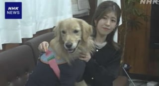 Illustration de l'article : Une chienne insiste pour rester près d'une octogénaire assise par terre, sa propriétaire passe à l'action quand elle découvre la raison