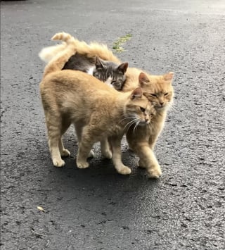 Illustration de l'article : En désaccord avec l'agent immobilier qui veut faire disparaître les chats errants de sa nouvelle propriété, ce couple la transforme en havre de paix pour les animaux (vidéo)