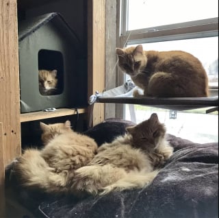 Illustration de l'article : En désaccord avec l'agent immobilier qui veut faire disparaître les chats errants de sa nouvelle propriété, ce couple la transforme en havre de paix pour les animaux (vidéo)