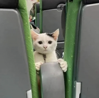 Illustration de l'article : 11 photos de chats et de chiens pour refaire le plein de bonne humeur