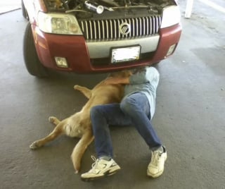 Illustration de l'article : 11 photos de chats et de chiens pour refaire le plein de bonne humeur