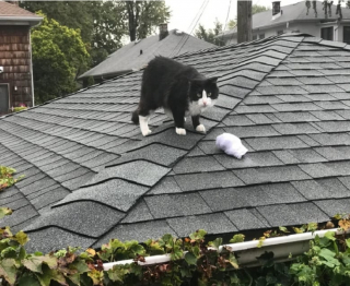 Illustration de l'article : 11 photos de chats et de chiens pour refaire le plein de bonne humeur