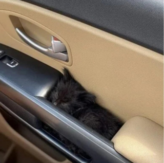 Illustration de l'article : 11 photos de chats et de chiens pour refaire le plein de bonne humeur