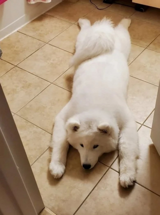 Illustration de l'article : 11 photos de chats et de chiens pour refaire le plein de bonne humeur