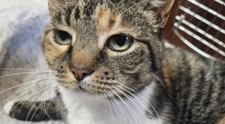Illustration de l'article : Quand un passant bienveillant apporte un chat errant au refuge, la puce r&eacute;v&egrave;le une disparition vieille de 10 ans