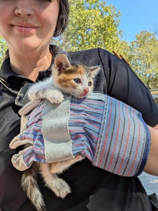 Illustration de l'article : &laquo; Ce sont eux les h&eacute;ros &raquo;, gr&acirc;ce &agrave; un mot laiss&eacute; par des enfants, un chaton pi&eacute;g&eacute; dans une bouche d'&eacute;gout re&ccedil;oit enfin de l'aide