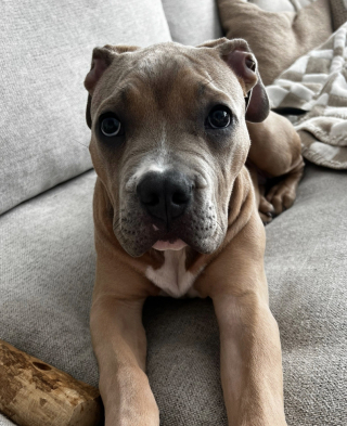 Illustration de l'article : Pour jouer avec son meilleur ami de l&rsquo;autre c&ocirc;t&eacute; de la cl&ocirc;ture, ce chien est pr&ecirc;t &agrave; tout (vid&eacute;o)