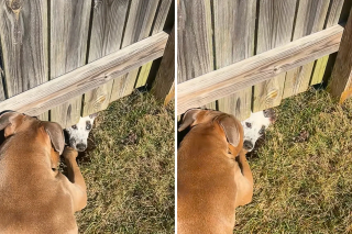 Illustration de l'article : Pour jouer avec son meilleur ami de l&rsquo;autre c&ocirc;t&eacute; de la cl&ocirc;ture, ce chien est pr&ecirc;t &agrave; tout (vid&eacute;o)