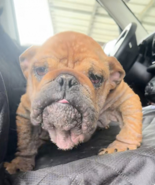 Illustration de l'article : Un petit Bouledogue bris&eacute; par la n&eacute;gligence red&eacute;couvre la joie gr&acirc;ce &agrave; l&rsquo;amour de sa famille d&rsquo;accueil (vid&eacute;o)