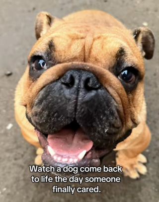 Illustration de l'article : Un petit Bouledogue bris&eacute; par la n&eacute;gligence red&eacute;couvre la joie gr&acirc;ce &agrave; l&rsquo;amour de sa famille d&rsquo;accueil (vid&eacute;o)