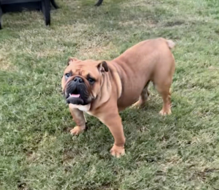 Illustration de l'article : Un petit Bouledogue bris&eacute; par la n&eacute;gligence red&eacute;couvre la joie gr&acirc;ce &agrave; l&rsquo;amour de sa famille d&rsquo;accueil (vid&eacute;o)