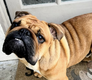 Illustration de l'article : Un petit Bouledogue bris&eacute; par la n&eacute;gligence red&eacute;couvre la joie gr&acirc;ce &agrave; l&rsquo;amour de sa famille d&rsquo;accueil (vid&eacute;o)